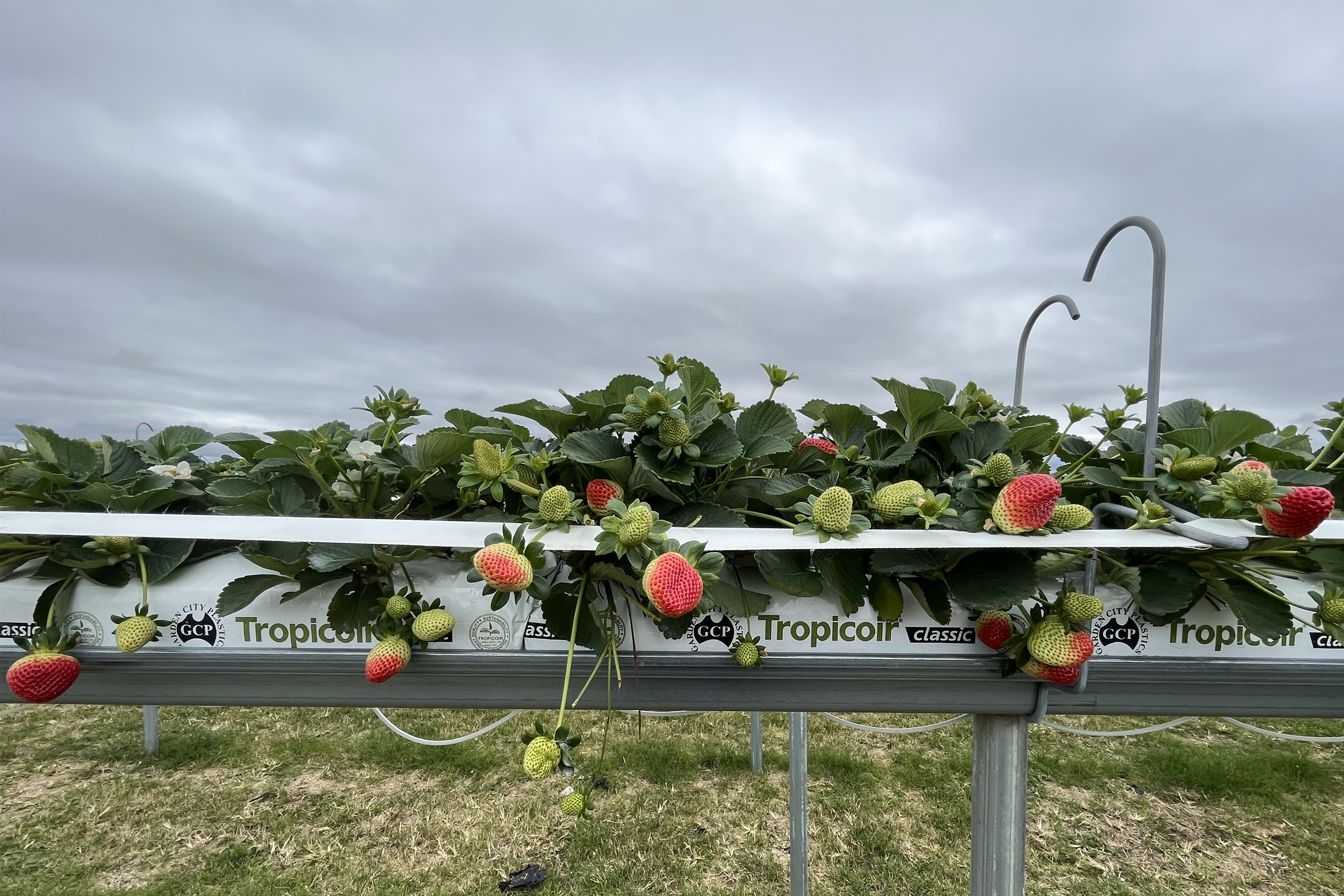 Grow-Bags-scaled