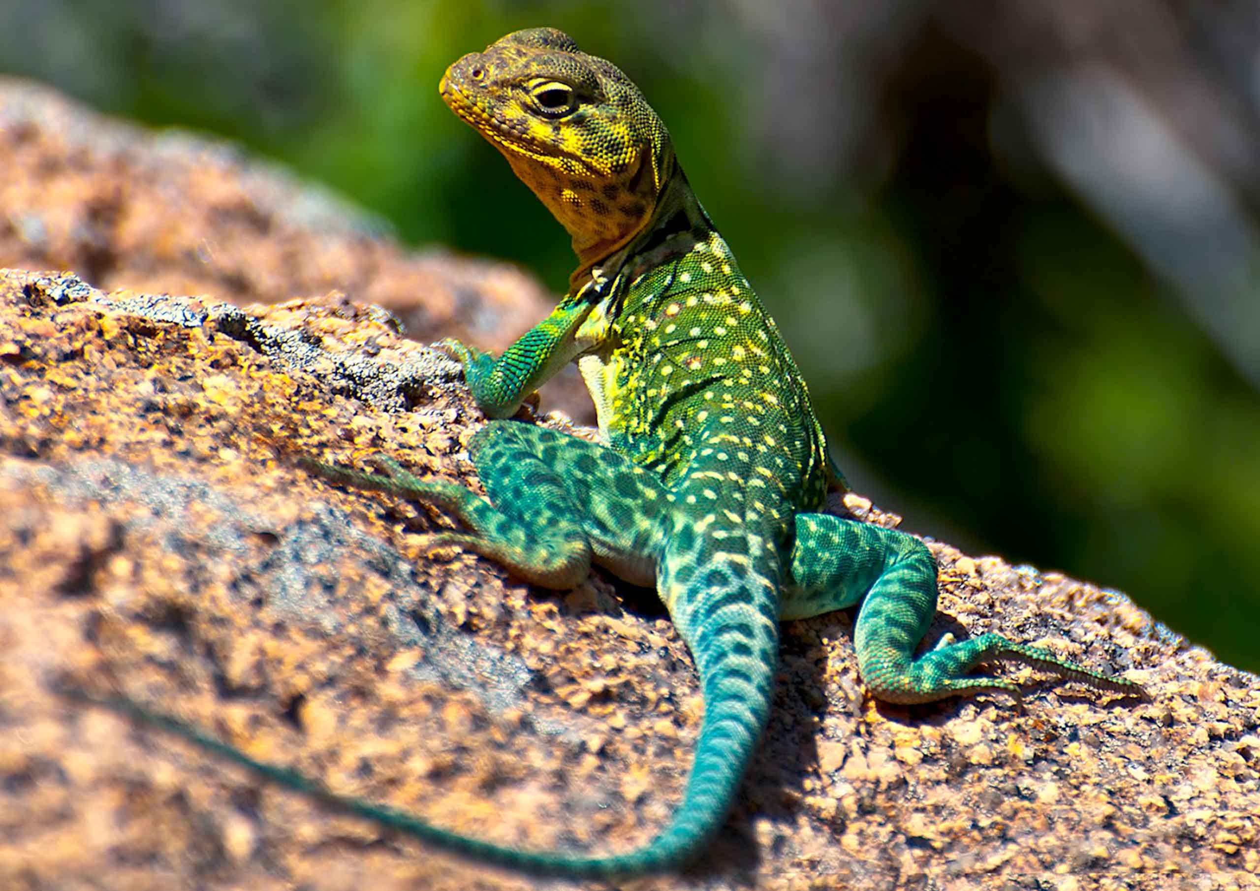 Pet-Usage-lizzard