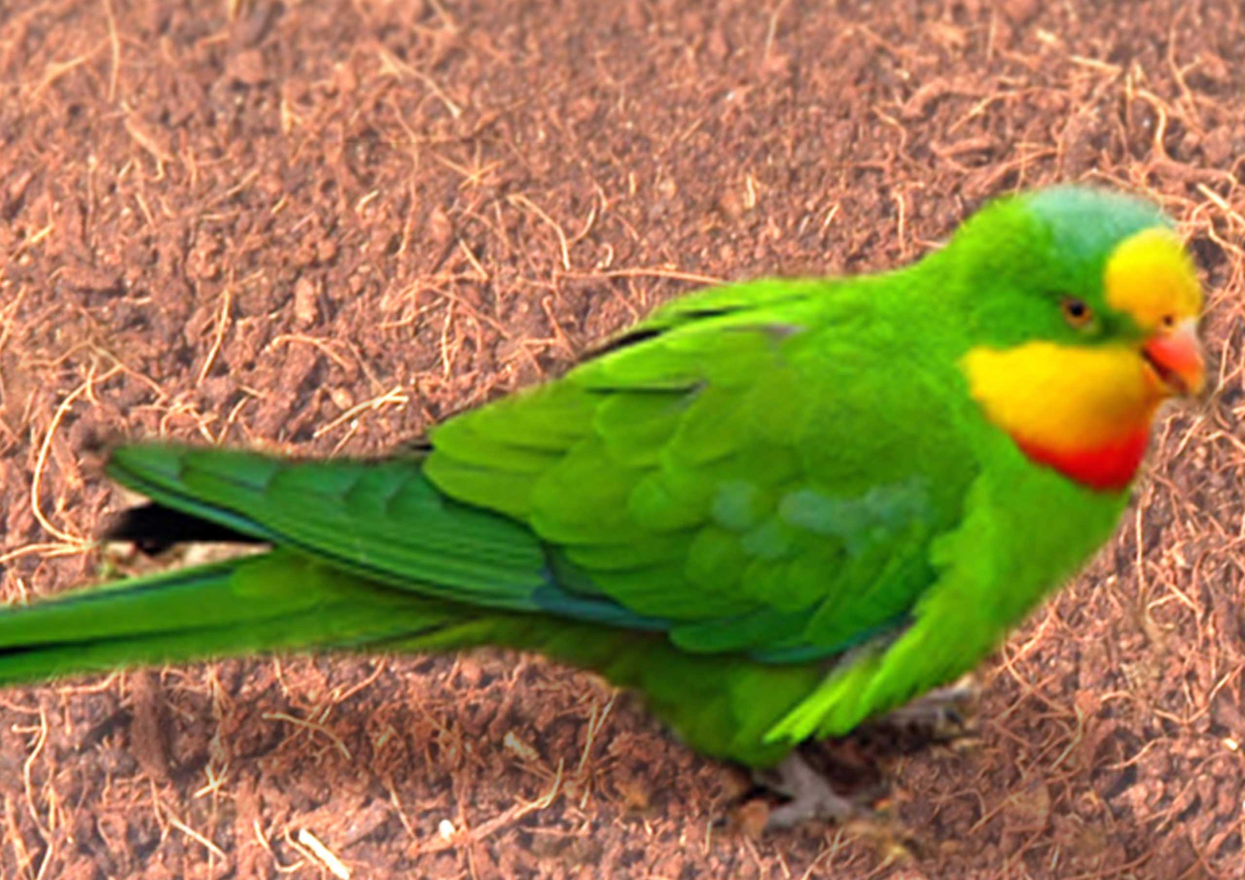 Pet-Usage-parrot
