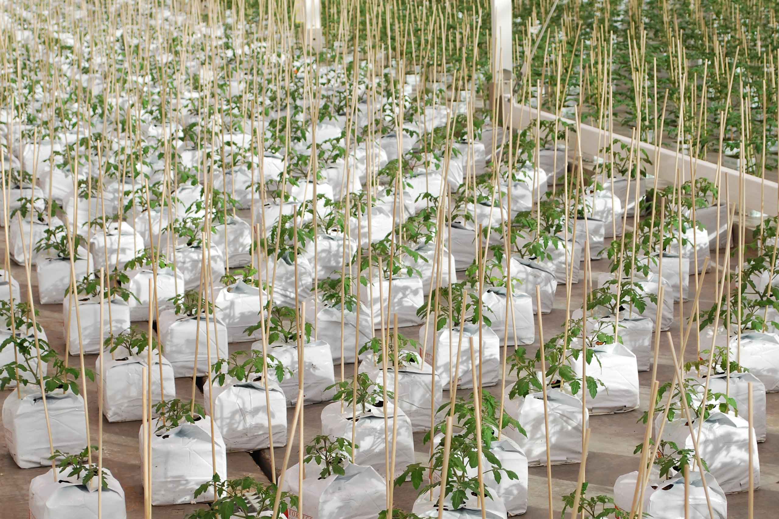 Quick-fill-bags